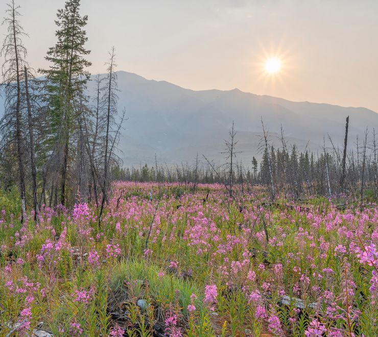 Mountains, trees and flowers that could be impacted by the Northwest Territories wildfires and wildfires across Canada
