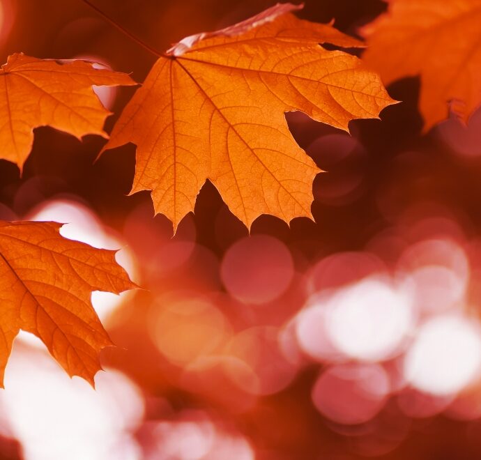 Close up of orange leaves hanging off tree branch